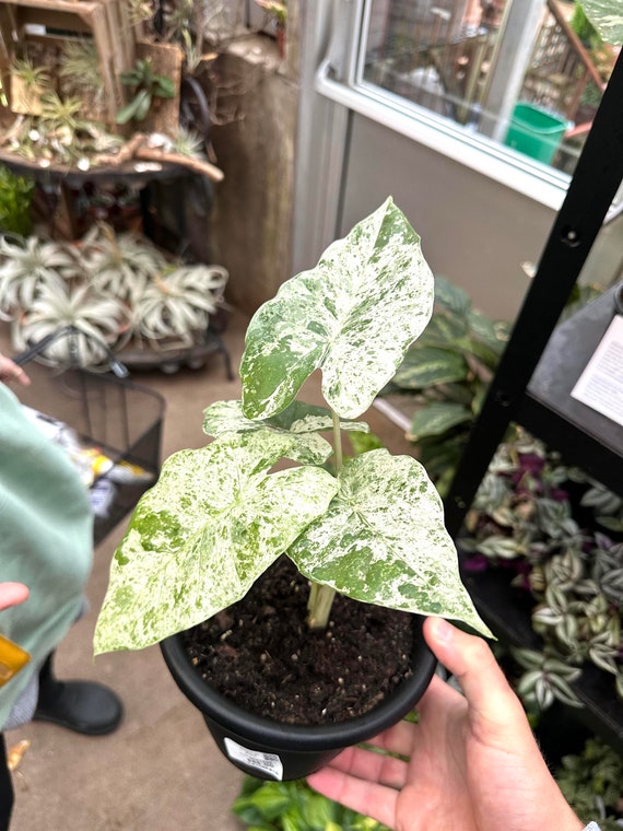 Alocasia Macrorrhiza Variegated Blizzard Rare 2” Plant **(ALL