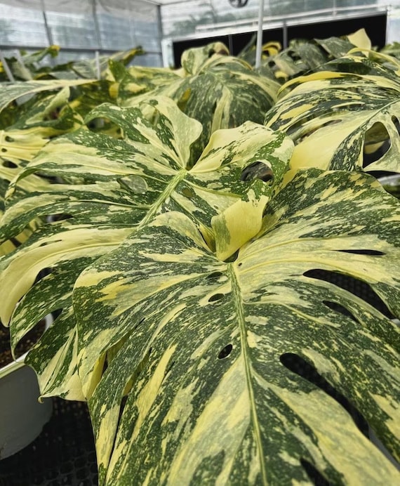 Monstera Thai “crème Brûlée” Starter Plant **(ALL Plants Require