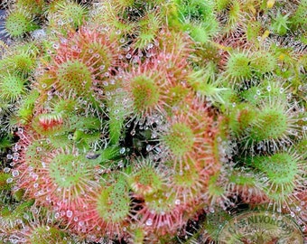 Drosera spatulata starter plant **(ALL plants require you to purchase ANY 2 plants!)**