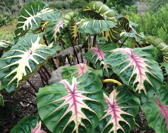 Colocasia Waikiki starter plant **(ALL plants require you to purchase ANY 2 plants!)**