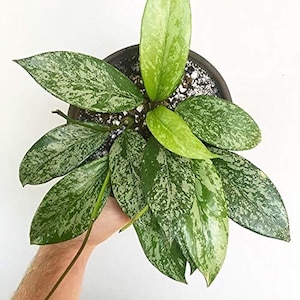 Hoya Pubicalyx silver splash 4”  plant **(ALL plants require you to purchase ANY 2 plants!)**