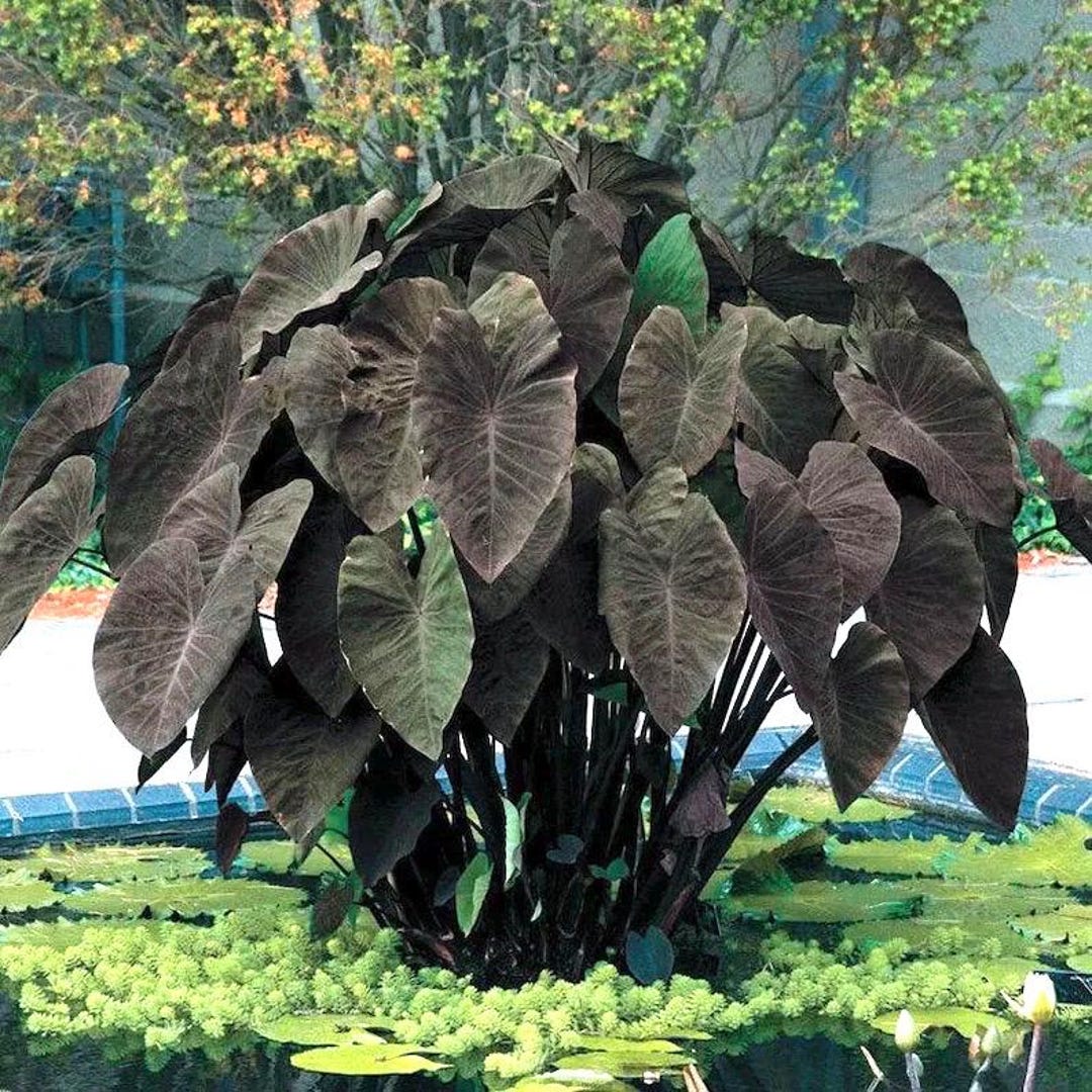 image.title The Enigmatic Allure Of Colocasia Black Magic