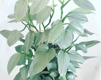 Philodendron Silver sword starter plant **(ALL plants require you to purchase ANY 2 plants!)**