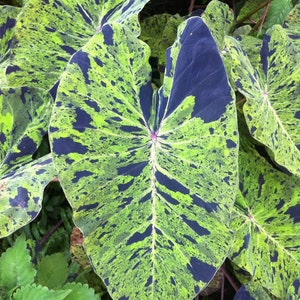 Colocasia Mojito escuelenta elephant ear starter plant **(ALL plants require you to purchase ANY 2 plants!)**