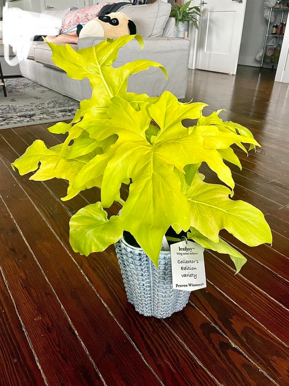 レア！レア！Philodendron williamsii var NO3 レア！レア！Philodendron williamsii var NO3 - メルカリ