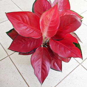 Aglaonema Suksom starter plant **(ALL plants require you to purchase ANY 2 plants!)**