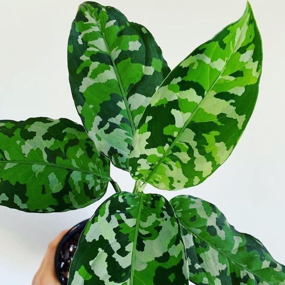 Aglaonema Pictum Tricolor Starter Plant **(ALL Plants Require You 