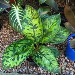 Homolamena Wallisii Camoflauge starter plant **(ALL plants require you to purchase ANY 2 plants!)**