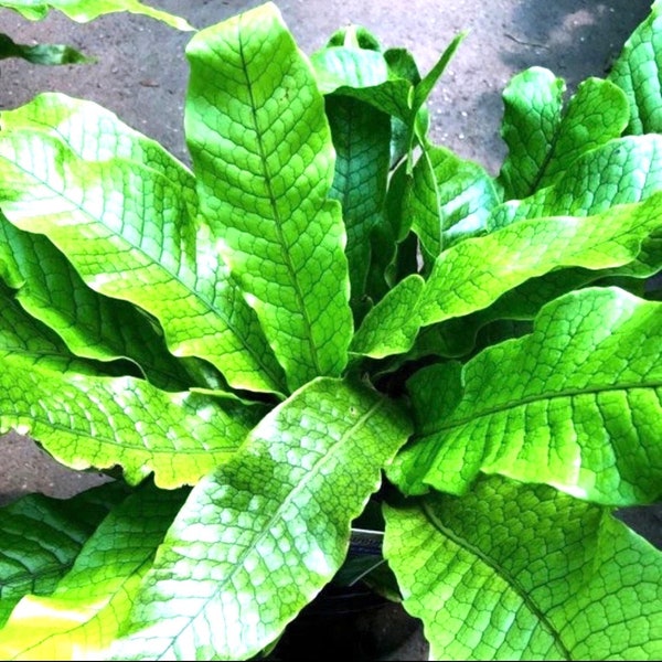 Crocodile fern starter plant **(ALL plants require you to purchase ANY 2 plants!)**