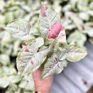 Syngonium Milk Confetti 4” plant **(ALL plants require you to purchase ANY 2 plants!)**