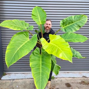 Philodendron Melinonii Ghost starter plant **(ALL plants require you to purchase ANY 2 plants!)**