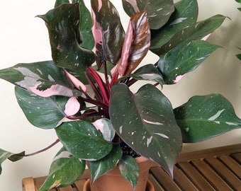 Philodendron Burgundy princess starter plant **(ALL plants require you to purchase ANY 2 plants!)**