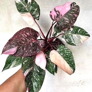 Philodendron Marble Galaxy pink princess starter plant **(ALL plants require you to purchase ANY 2 plants!)**