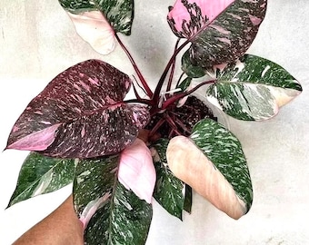 Philodendron Marble Galaxy pink princess starter plant **(ALL plants require you to purchase ANY 2 plants!)**