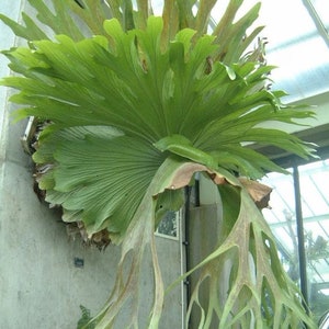 Platycerium Willinckii “jade Girl” Staghorn Fern 2” Pot (ALL Platycerium Willinckii “jade Girl” Staghorn Fern 2” Pot (ALL