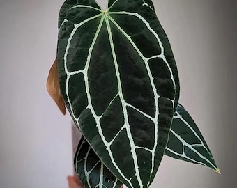 Anthurium Crystallinum Dark form 2” plant **(ALL plants require you to purchase ANY 2 plants!)**