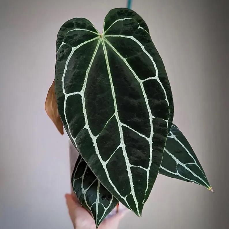 alocasia zebrina Alocasia zebrina
