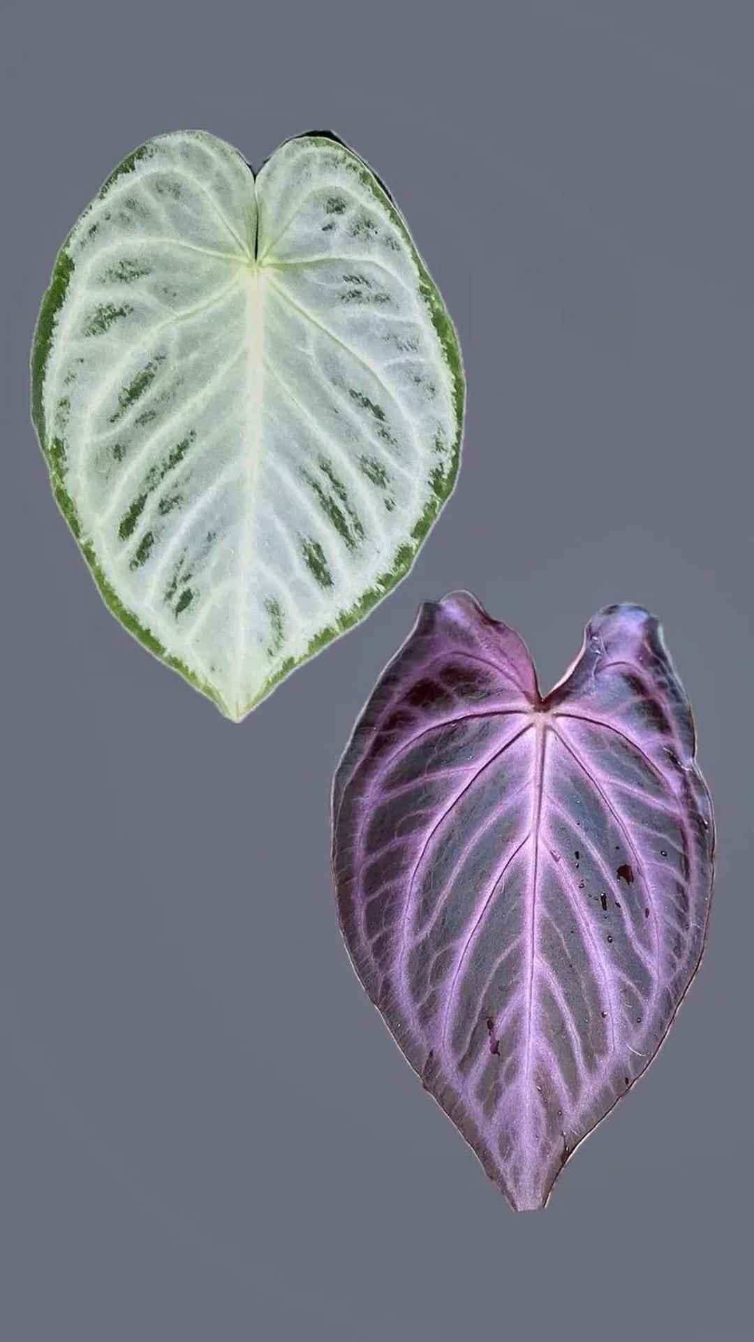Anthurium Doroyaki Silver X Purple Starter Plant **(ALL Plants