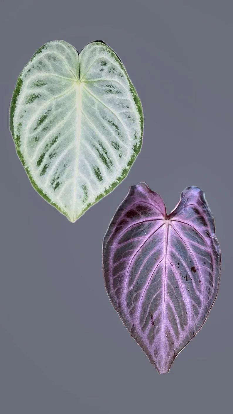 邦楽 Silvernia famnily Ginryu Anthurium Doroyaki Silver X Purple Starter Plant **(ALL Plants