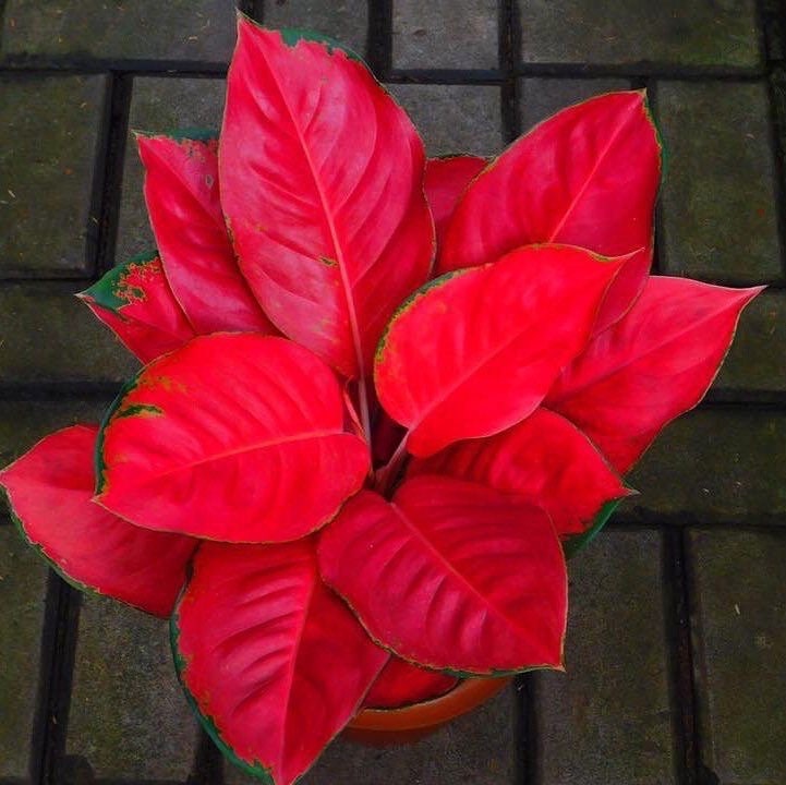 アグラオネマ♡ Aglaonema 「khan mak racha super red var