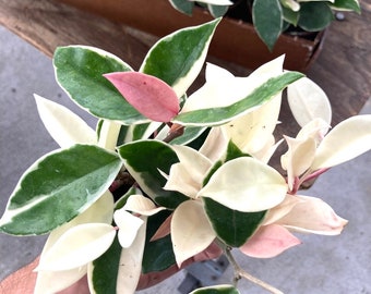 Hoya Krimson queen 4”  plant **(ALL plants require you to purchase ANY 2 plants!)**