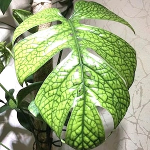 Spiderman monstera amydrium starter plant **(ALL plants require you to purchase ANY 2 plants!)**