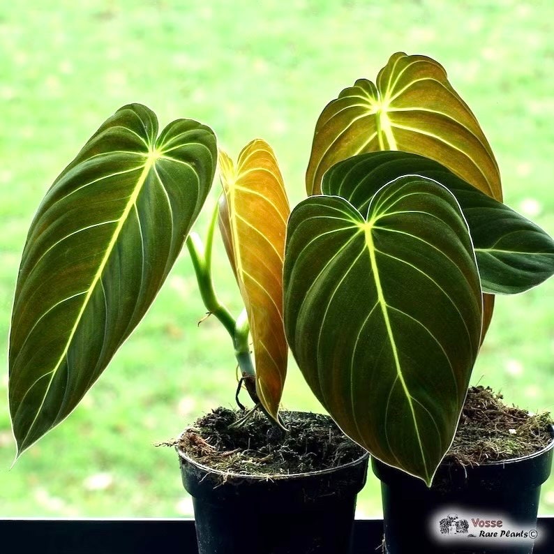 Philodendron Black Gold Starter Plant **(ALL Plants Require You to Purchase  ANY 2 Plants!)** - Etsy