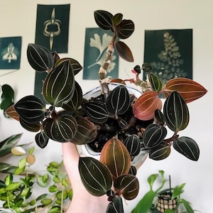 Ludochilus sea turtle jewel orchid starter plant **(ALL plants require you to purchase ANY 2 plants!)
