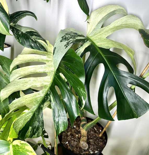モンステラ・ポトス Monstera Mint \"Green on Green\" モンステラ・ポトス Monstera Mint 