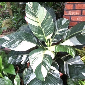 Variegated peace lily “sensation” starter plant **(ALL plants require you to purchase ANY 2 plants!)**