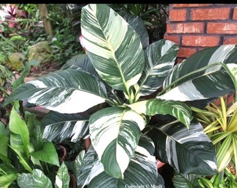 Variegated peace lily “sensation” starter plant **(ALL plants require you to purchase ANY 2 plants!)**