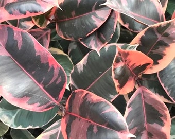 Ficus Tineke “Ruby” rubber tree starter plant **(ALL plants require you to purchase ANY 2 plants!)**