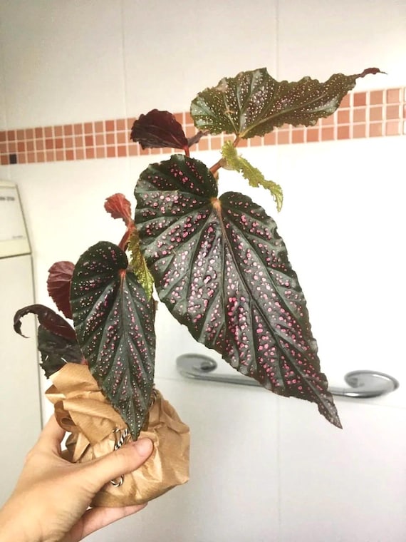 チェリーパイ 220SUS ブラックトビウオ/ピンクヘッド G492 チェリー