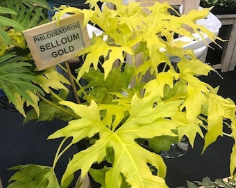 Philodendron Selloum Gold starter plant **(ALL plants require you to purchase ANY 2 plants!)**