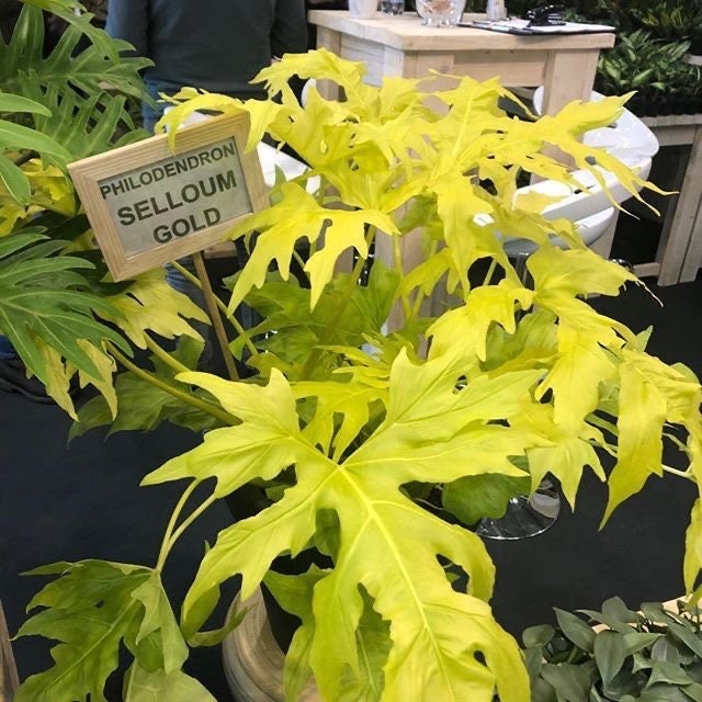 Philodendron Selloum Gold Starter Plant **(ALL Plants Require You to  Purchase ANY 2 Plants!)** - Etsy