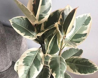 Ficus Tineke rubber tree starter plant **(ALL plants require you to purchase ANY 2 plants!)**