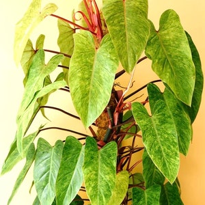 Philodendron Painted Lady 4” plant **(ALL plants require you to purchase ANY 2 plants!)**