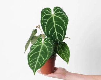 Anthurium Napo X Forgetii Starter Plant (ALL STARTER PLANTS