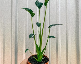 Alocasia Tiny Dancers starter plant **(ALL plants require you to purchase ANY 2 plants!)**