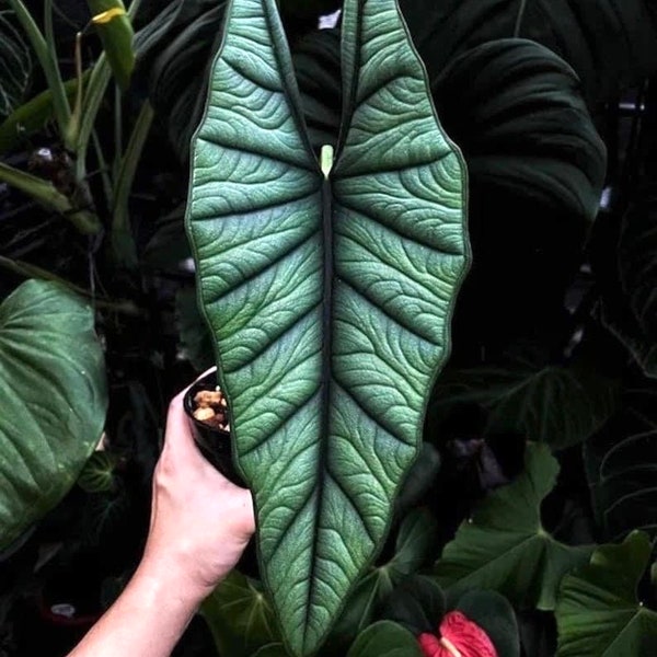 Alocasia Platinum “Bisma” starter plant **(ALL plants require you to purchase ANY 2 plants!)**