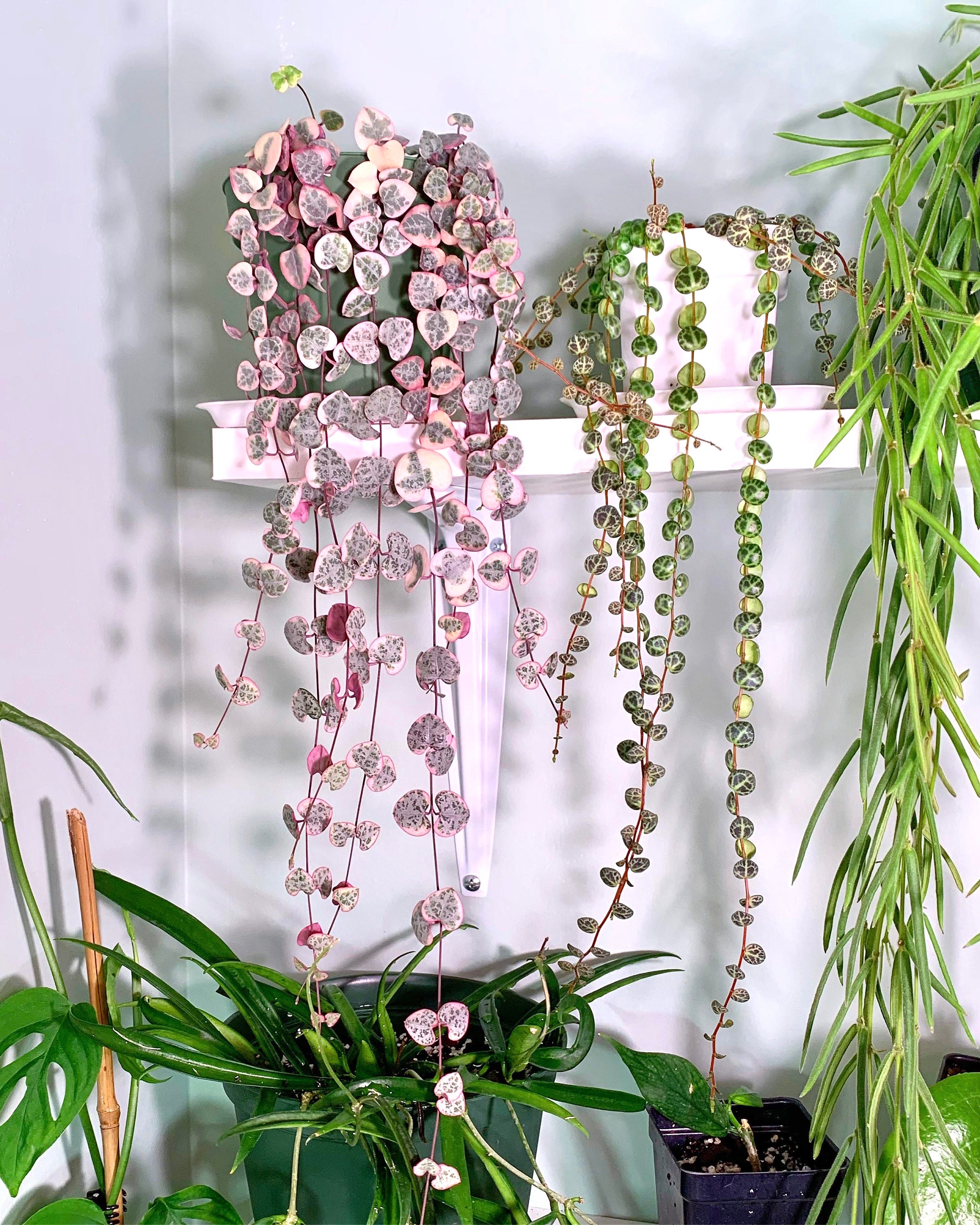 image.title String of Hearts Variegated Vining Starter Plant ALL Plants