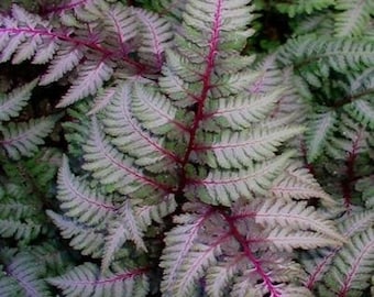 Japanese red painted fern starter plant **(ALL plants require you to purchase ANY 2 plants!)**