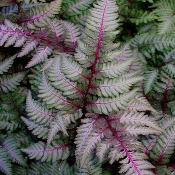 Japanese red painted fern starter plant **(ALL plants require you to purchase ANY 2 plants!)**