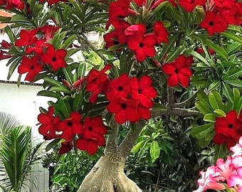 Desert rose Red adenium obesum starter plant **(ALL plants require you to purchase ANY 2 plants!)**