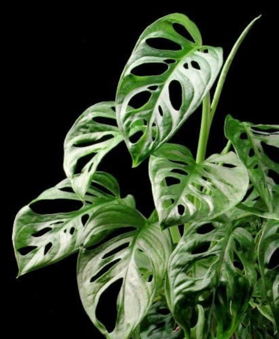 Monstera Friedrichsthalii Starter Plant **(ALL Plants Require You