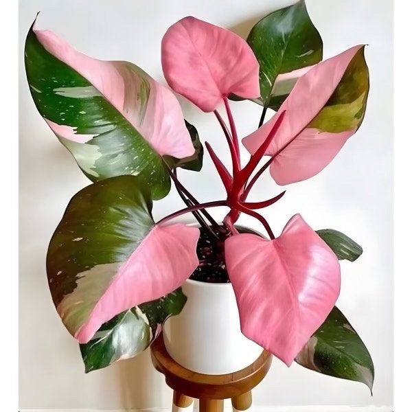 Philodendron pink princess high variegated starter plant **(ALL plants require you to purchase ANY 2 plants!)**