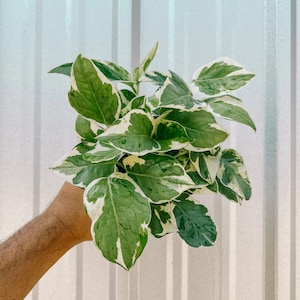 Pothos pearls and jade 4” plant **(ALL plants require you to purchase ANY 2 plants!)**