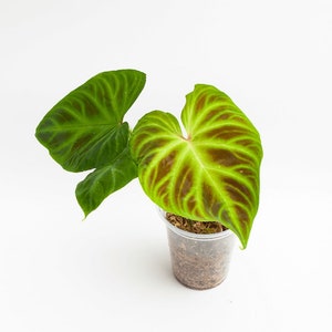 Philodendron Verrucosum esmeraldas starter plant **(ALL plants require you to purchase ANY 2 plants!)**