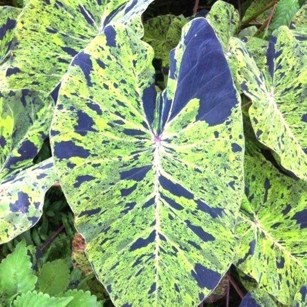 Colocasia Mojito escuelenta elephant ear starter plant **(ALL plants require you to purchase ANY 2 plants!)**
