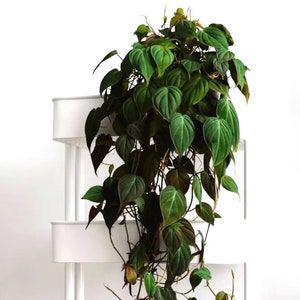 Philodendron Micans 4” plant **(ALL plants require you to purchase ANY 2 plants!)**